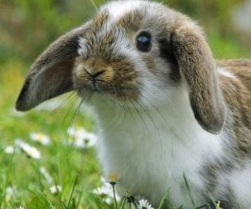 En liten kanin
